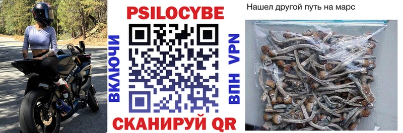 Купить  Сураж  Псилоцибиновые грибы мицелий 